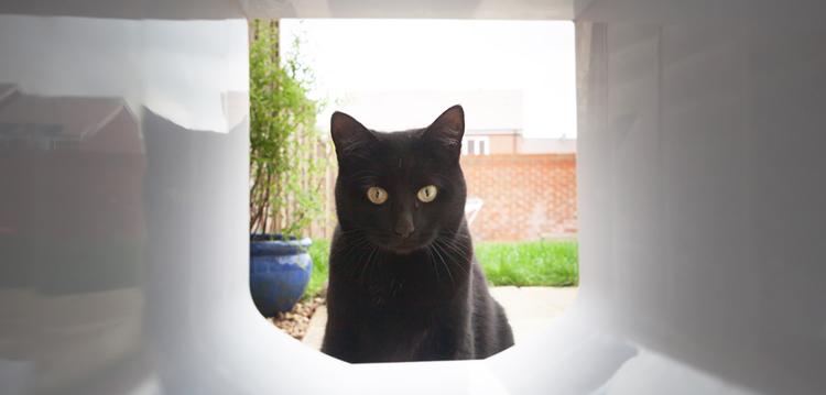 Cat Flap into Glass
